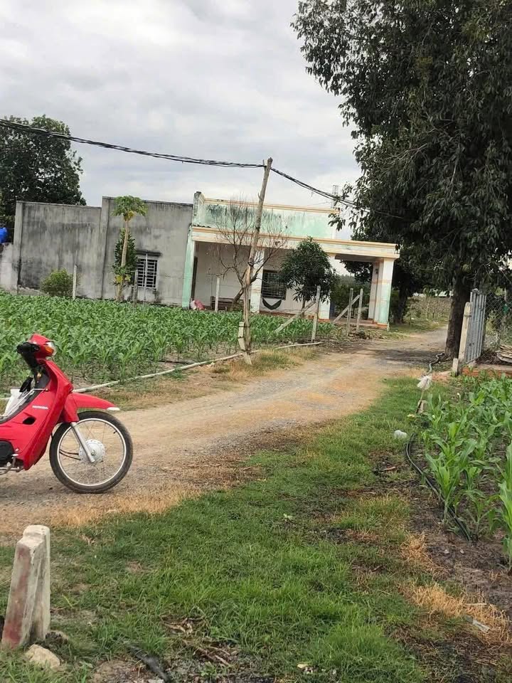 Đất Nền Phường Ninh Thạnh, Thành Phố Tây Ninh 245m² - Giá Chỉ 357 Triệu!