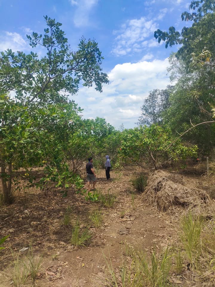 Đất Sào 7096m² tại Đường 329, Hoà Hiệp - Đầu tư lý tưởng chỉ 4.592 tỷ!