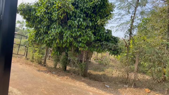 Farm 5400m² tại Ấp 94, Dầu Giây giá chỉ 1 tỷ - Cơ hội đầu tư tuyệt vời!