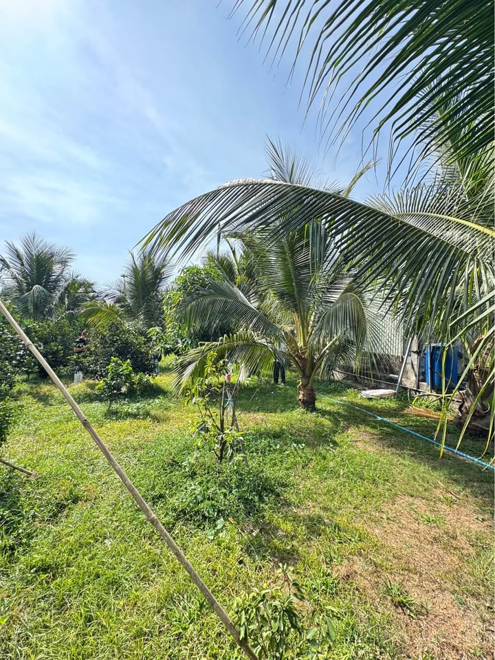 Vườn trái cây Cam Lâm 1000m² giá 3.5 tỷ - Đầu tư sinh lời ngay!