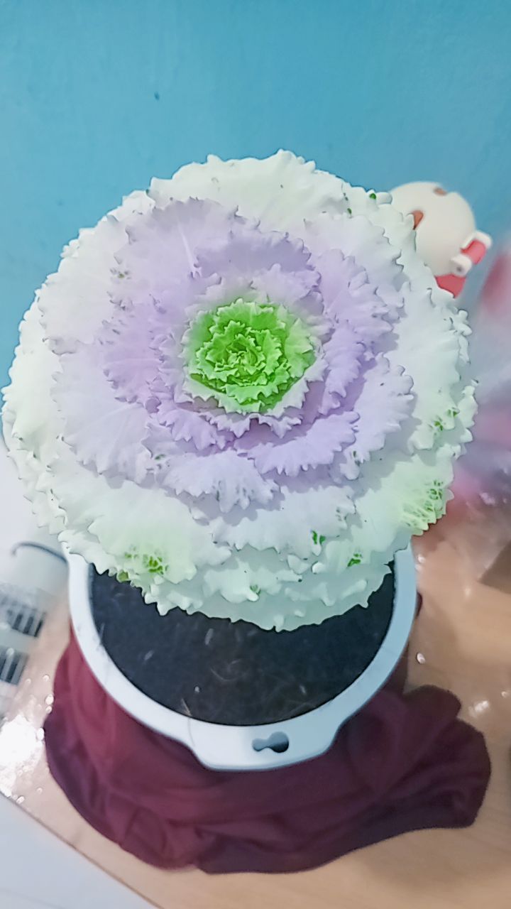 Đất nền Cam Hiệp Nam 170,6m² giá thỏa thuận - Cơ hội đầu tư hấp dẫn!