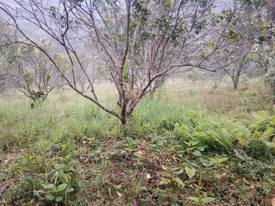 Đất nền Bám Suối, Ba Vì 1800m² giá 2 tỷ - Sổ đỏ chính chủ