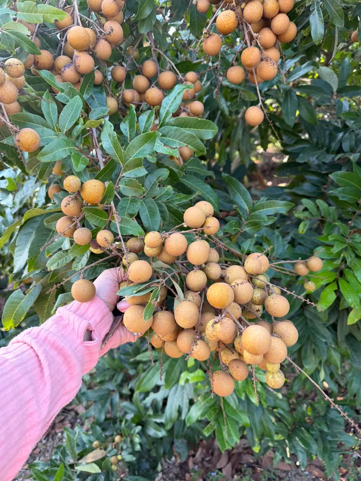 Đất nền khu phố Trường Phú, phường Long Hoa, 624m² chỉ 250 triệu - Cơ hội đầu tư tuyệt vời!