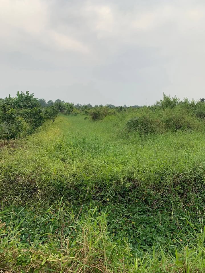 Đất nông nghiệp 2465m² xã Bình Quới, Châu Thành, Long An giá chỉ 1.9 tỷ - Cơ hội đầu tư hấp dẫn!