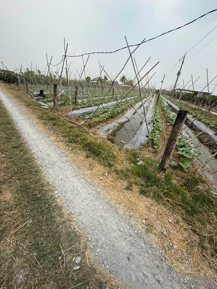 Đất thổ cư xã Bình Quới, Châu Thành, Long An 2000m² giá chỉ 1.5 tỷ - Cơ hội đầu tư tốt!