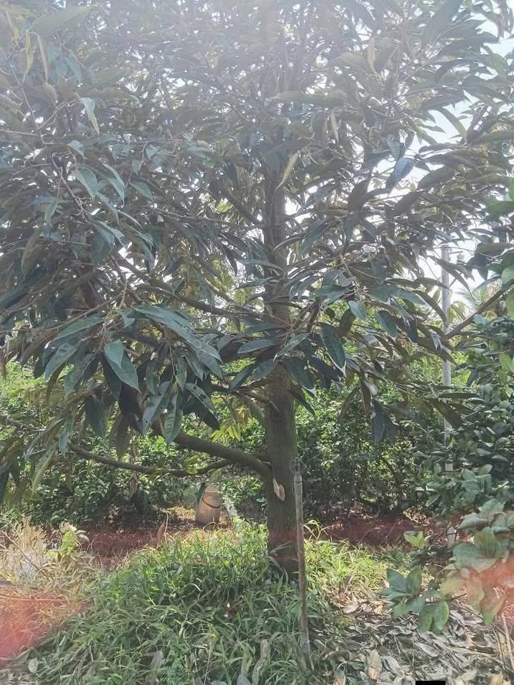 Đất vườn sầu riêng 8.500m² tại Tân Quý Tây, Bình Chánh - Giá chỉ 3.57 tỷ, thương lượng!