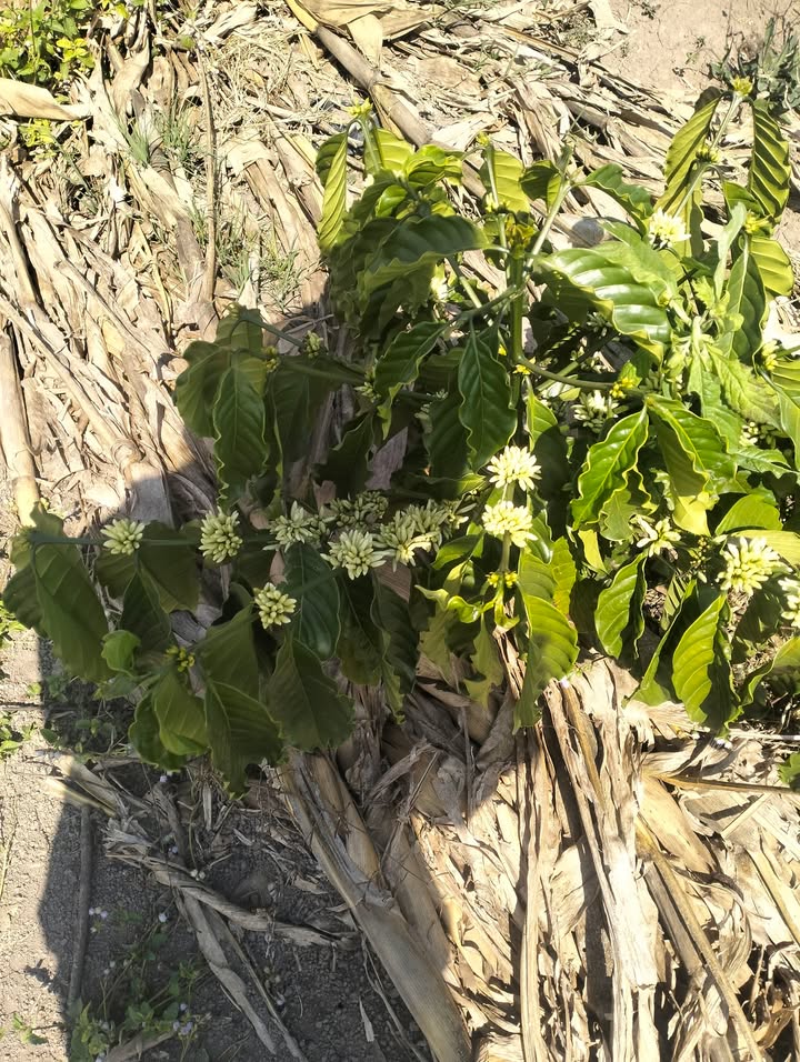 Đất ruộng Tân Văn 720m² giá 800 triệu - Sổ đỏ chính chủ