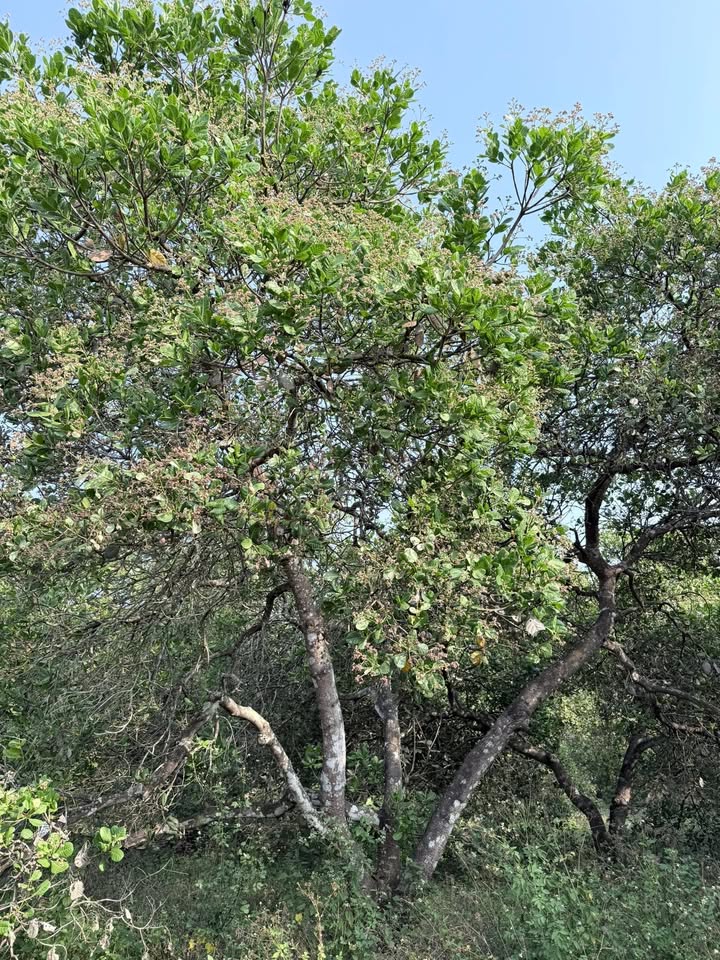 Đất nền Xuân Bắc 1512m² giá 1.218 tỷ - Sổ đỏ chính chủ, công chứng ngay!