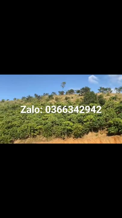Đất vườn cà phê mặt tiền Tỉnh lộ 722 1.4ha giá 1.6 tỷ - Cơ hội đầu tư tuyệt vời!