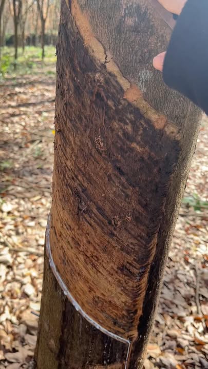 Đất Farm 1,7ha tại An Phước, Long Thành chỉ 3 tỷ - Cơ hội vàng cho đầu tư!