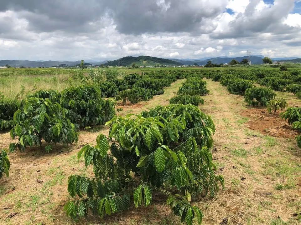 Đất ruộng 720m² tại Tân Văn, Lâm Hà giá 800 triệu - Sổ đỏ chính chủ