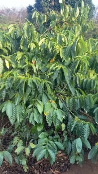 Đất nông nghiệp xã Ia Boòng, huyện Chư Prông, 2880m² giá 1.8 tỷ - Cơ hội đầu tư tuyệt vời!