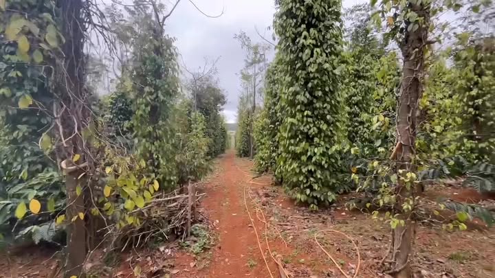 Đất nền 90.000m² tại Đường Quốc lộ 14C, Đắk Song - Giá chỉ 2.55 tỷ - Pháp lý đầy đủ!