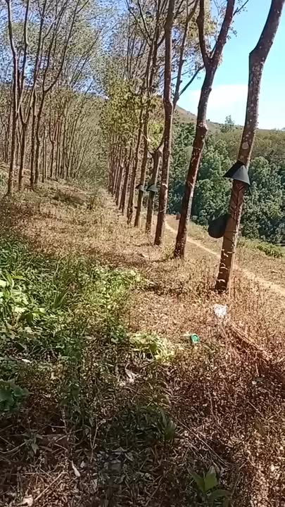 Đất nông nghiệp tại Ngọc Linh, Đắk Glei 77.000m² - Tiềm năng đầu tư lớn!