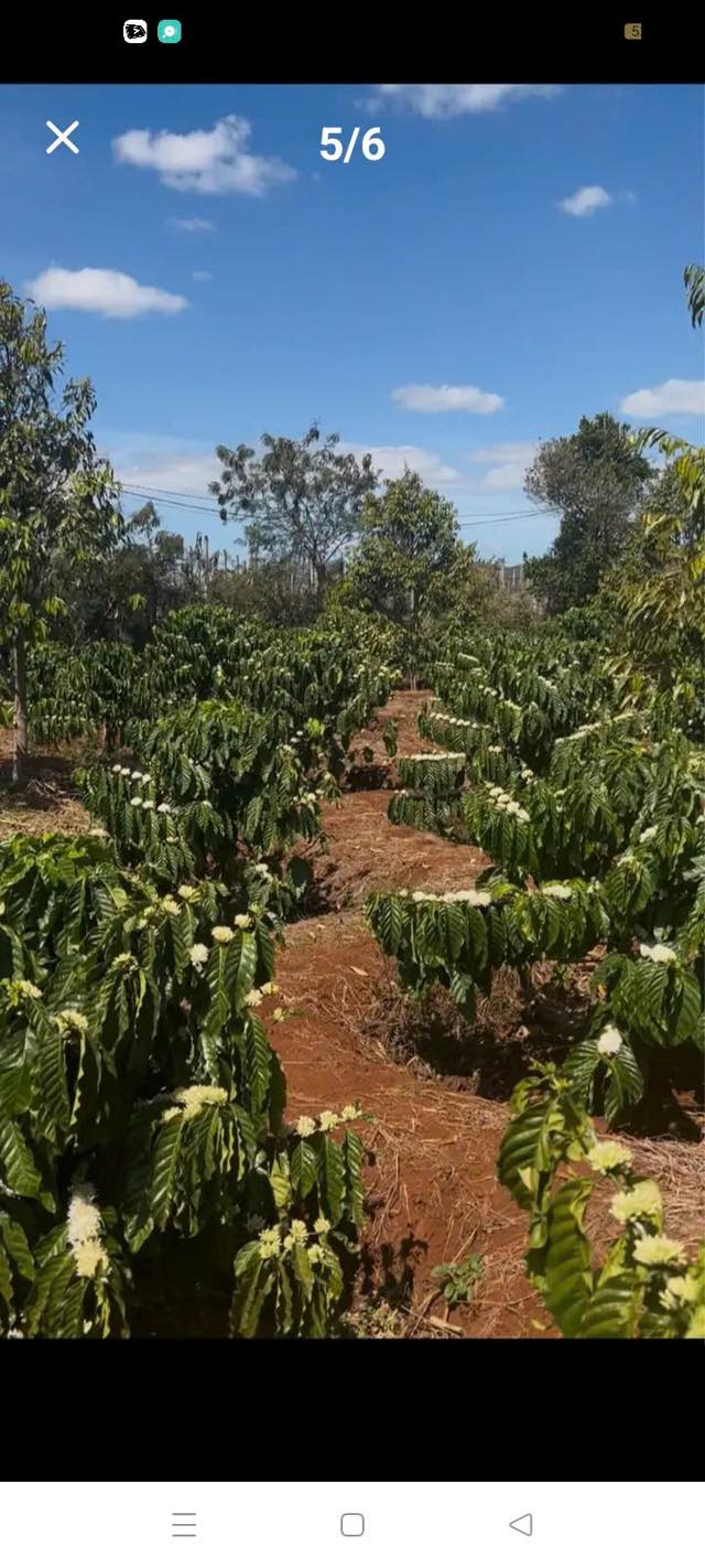 Lô vườn đẳng cấp Hà Bầu 1,6ha giá chỉ 9.6 tỷ - Đầu tư sinh lời ngay!