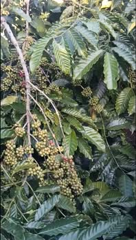 Đất nền xã Dliê Yang 1.2ha giá 2.3 tỷ - Tiềm năng đầu tư lớn!