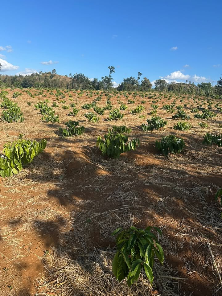 Farm đất cà phê sầu riêng xã Ea Kuêh 2 ha - Đầu tư sinh lời lâu dài!