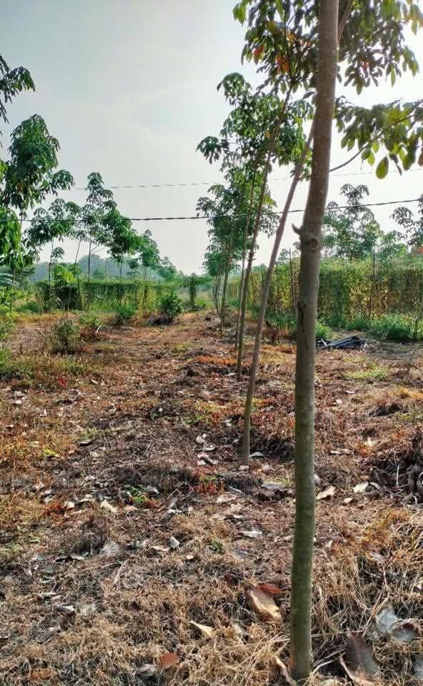 Farm đất màu mỡ tại xã Thanh Lương, Bình Phước 10.000m² - Giá chỉ 1 tỷ