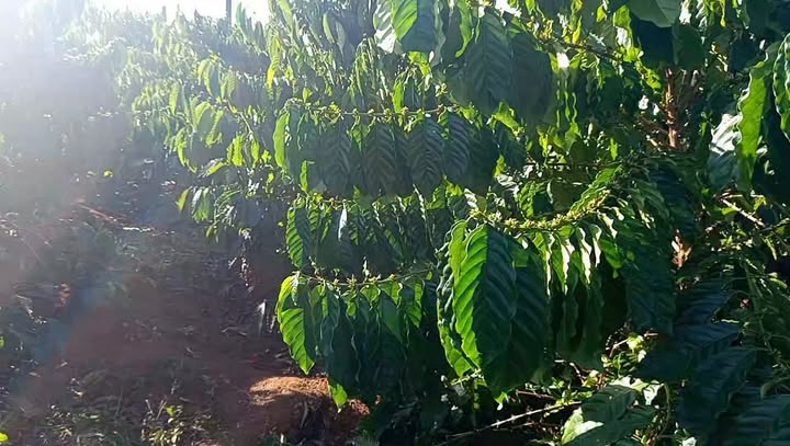 Đất nông nghiệp 2340m² tại Thị trấn Chư Prông, Gia Lai - Giá thỏa thuận hấp dẫn!