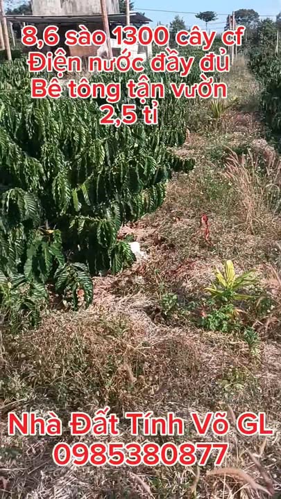 Farm 9288m² tại Chư Prông, Gia Lai giá 2.5 tỷ - Đầu tư sinh lời tuyệt vời!