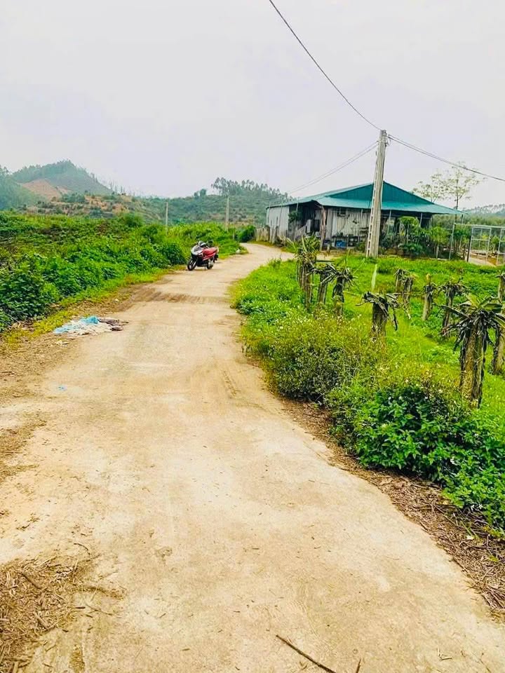 Đất rừng sản xuất Hợp Lý, Lập Thạch 9000m² giá 1 tỷ - Cơ hội đầu tư tuyệt vời!