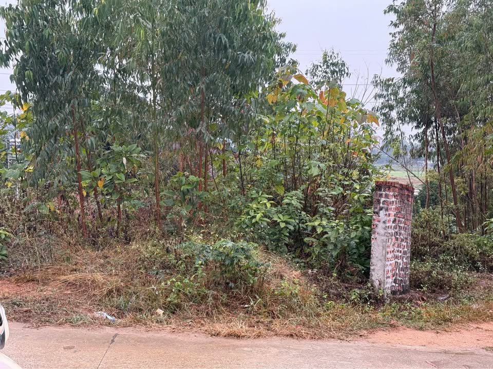 Đất nền thổ cư 100m² tại đường Vành Đai 5, huyện Lập Thạch - Giá chỉ 600 triệu!