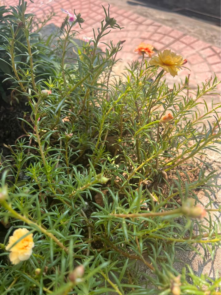 Lô đất Thịnh Lang Hòa Bình 92.8m² giá thỏa thuận - Mặt tiền rộng 5m