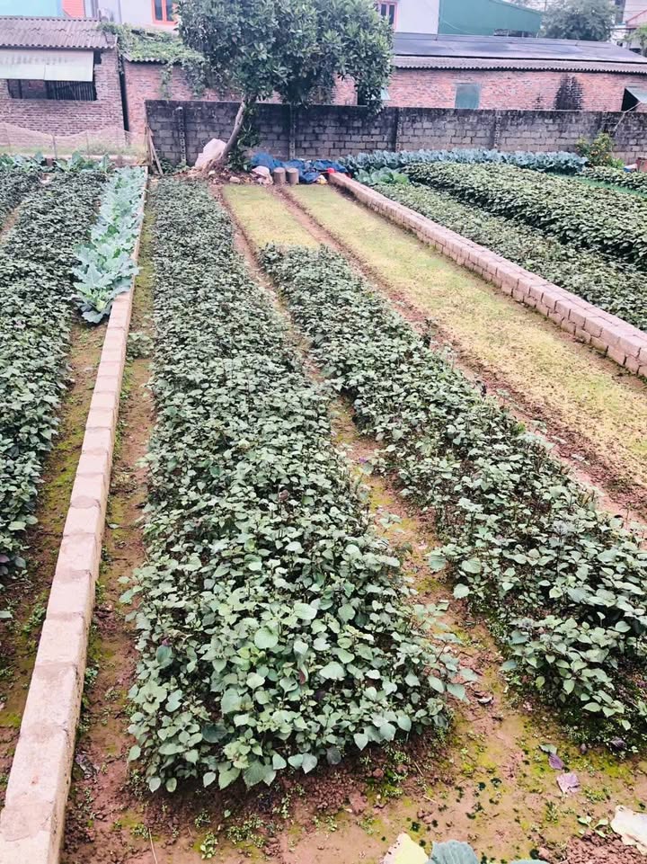 Đất nền 2 mặt thoáng tại Mỹ Xuyên, Mỹ Đức 82m² giá chỉ 1 triệu/m² - Cơ hội đầu tư tuyệt vời!