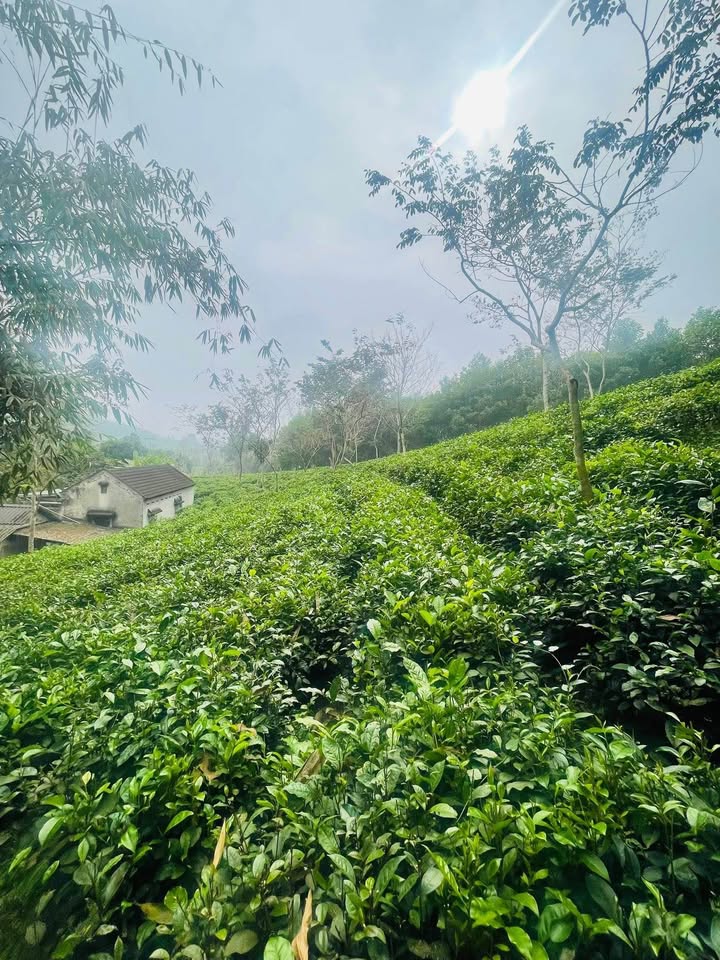 Đất nhà vườn Làng Trò, Thị trấn Đu, 3000m² - Giá thỏa thuận hấp dẫn!