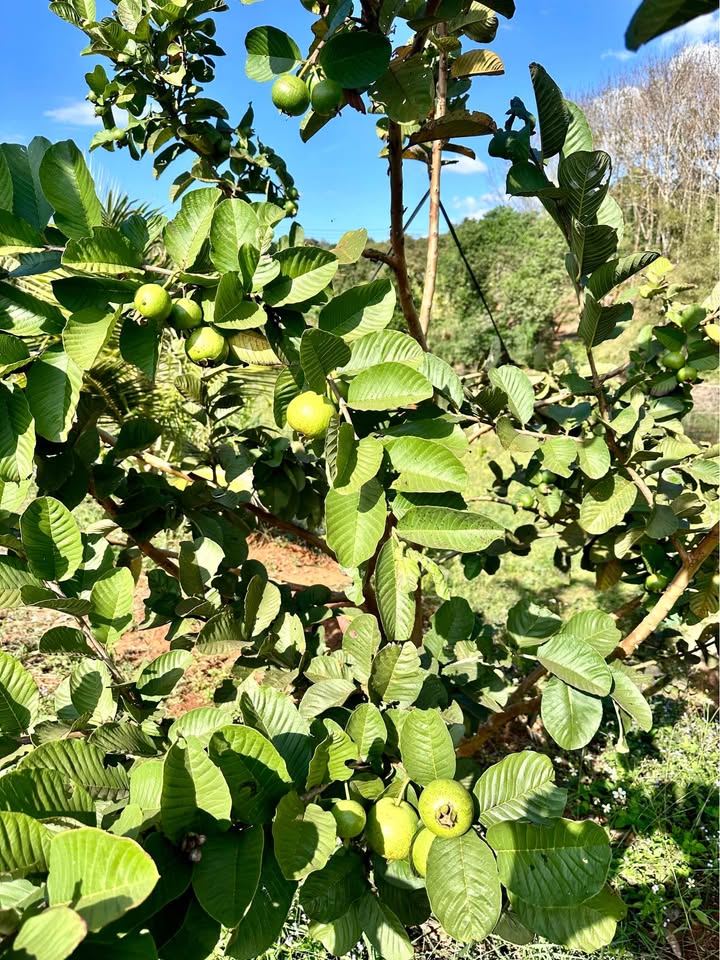 Đất mặt tiền đường Phan Chu Trinh, TDP3, Kiến Đức 210m² giá 29.4 tỷ - Đầu tư sinh lời ngay!