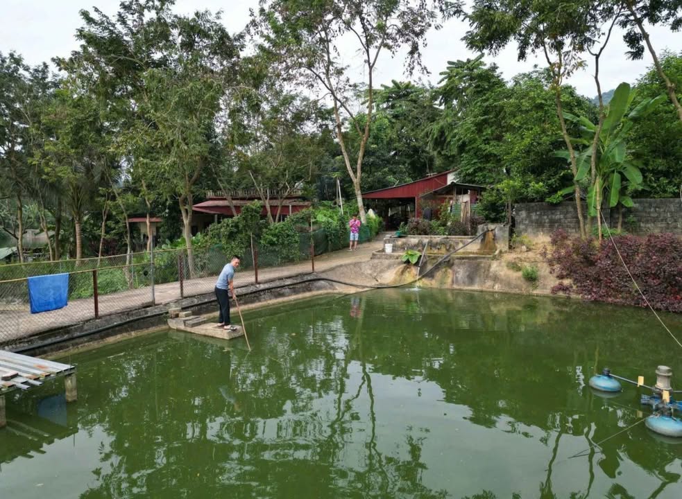 Trang trại đẹp 1Ha tại Phong Hải, Lào Cai giá chỉ 1.98 tỷ - Đầu tư sinh lời!