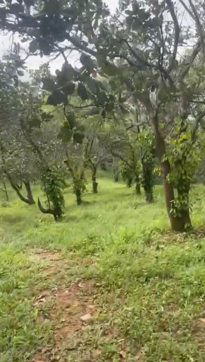 Đất Farm Trúc Sơn Cư Jút 16.000m² giá 1.35 tỷ - Đầu tư sinh lời ngay!