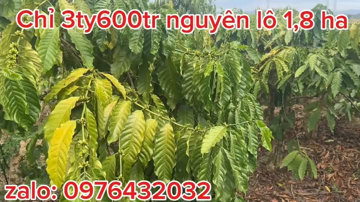 Đất nền trang trại 1,8ha tại Đắk Mil giá chỉ 3,6 tỷ - Cơ hội đầu tư hiếm có!