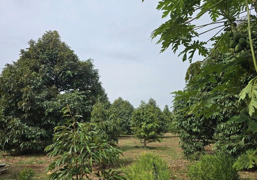 Đất vườn sổ đỏ chính chủ tại Xuân Định, Đồng Nai, 10.000m² giá 700 triệu - Cơ hội hiếm có!