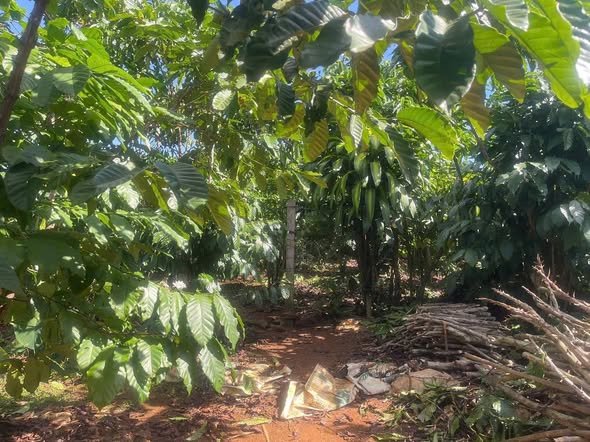 Đất thổ cư Lộc Đức, Bảo Lâm 1200m² giá 750 triệu - Dọn vào ở ngay!