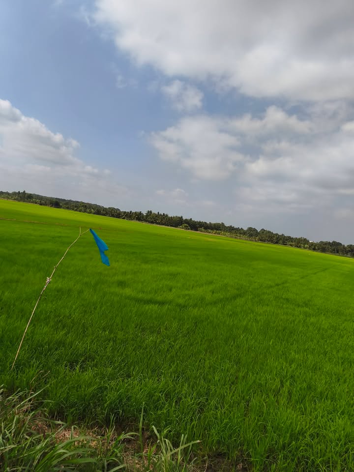 Đất nền mặt tiền bờ kênh Trà Vinh 6000m² giá 3 tỷ - Cơ hội đầu tư hấp dẫn!