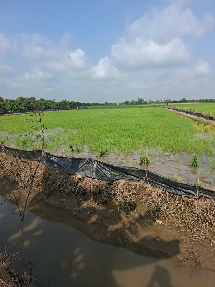 Đất nông nghiệp ấp Long An, xã Long Kiến 9586m² giá 1.342 tỷ - Cơ hội đầu tư hấp dẫn!