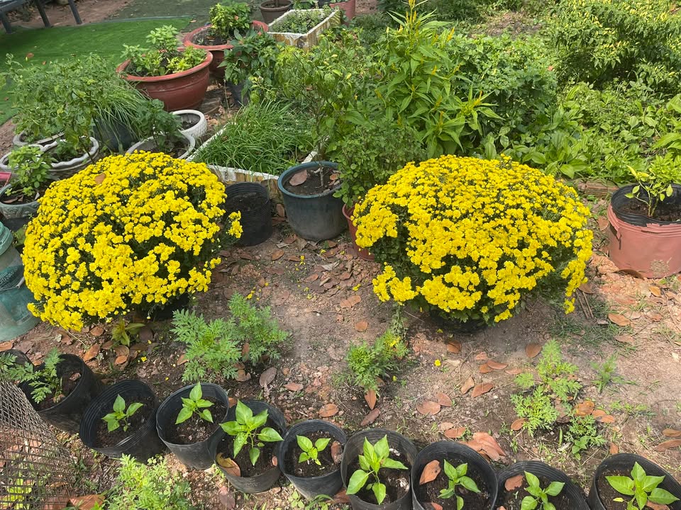 Nhà cấp 4 Định Hoà, Thủ Dầu Một 82m² giá 1.9 tỷ - Đường ô tô tới nơi!