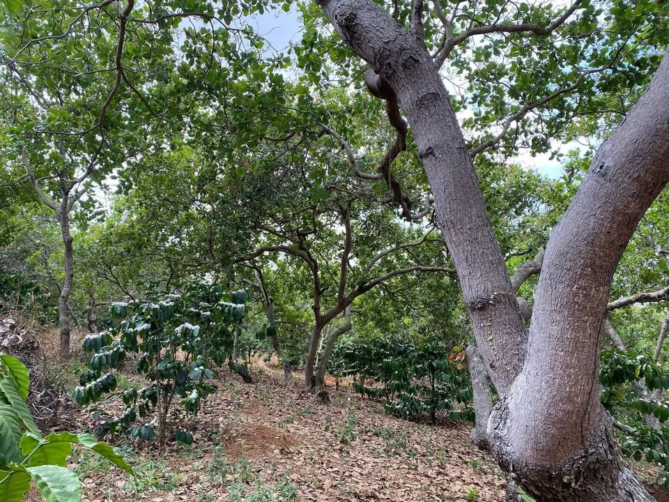 Đất nông nghiệp 3ha tại Xã Đoàn Kết, Huyện Bù Đăng giá 75 triệu - Cơ hội đầu tư hấp dẫn!