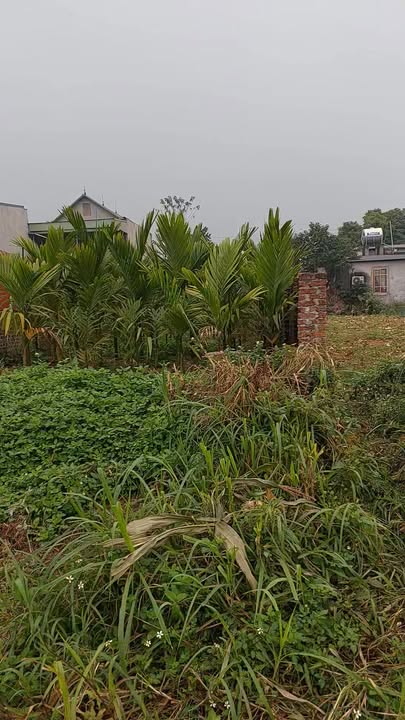 Đất ở Ngọc Tháp, Long Biên 147m² giá 1 tỷ - Cơ hội đầu tư lý tưởng!