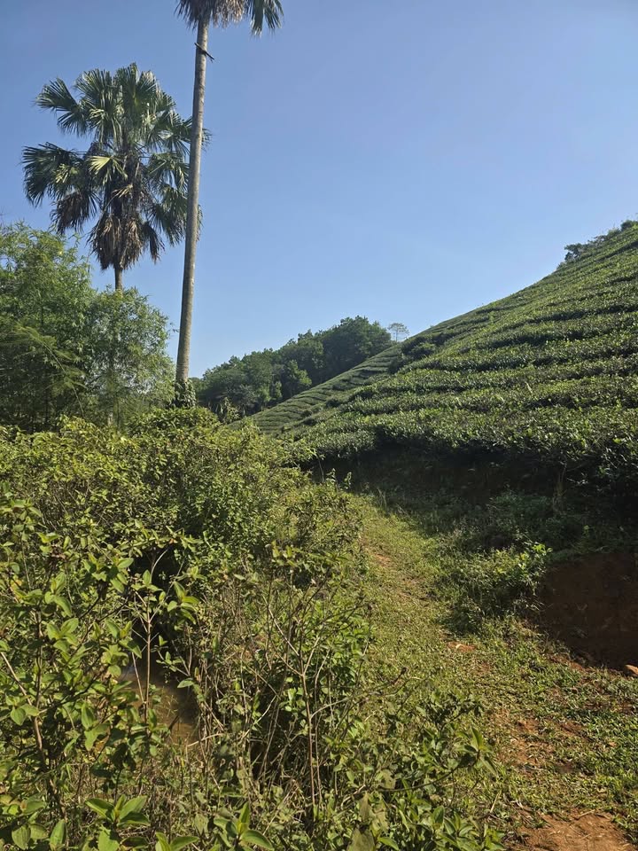 Đất Long Cốc Tân Sơn Phú Thọ 2500m² giá 200 triệu - Sổ đỏ chính chủ