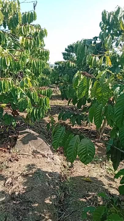 Đất Farm 8000m² tại Đan Phượng, Lâm Hà giá 1.75 tỷ - Cơ hội đầu tư tuyệt vời!