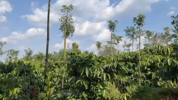 Đất Farm Đắk Môl 2160m² giá chỉ 2 tỷ - Đầu tư sinh lời hấp dẫn!