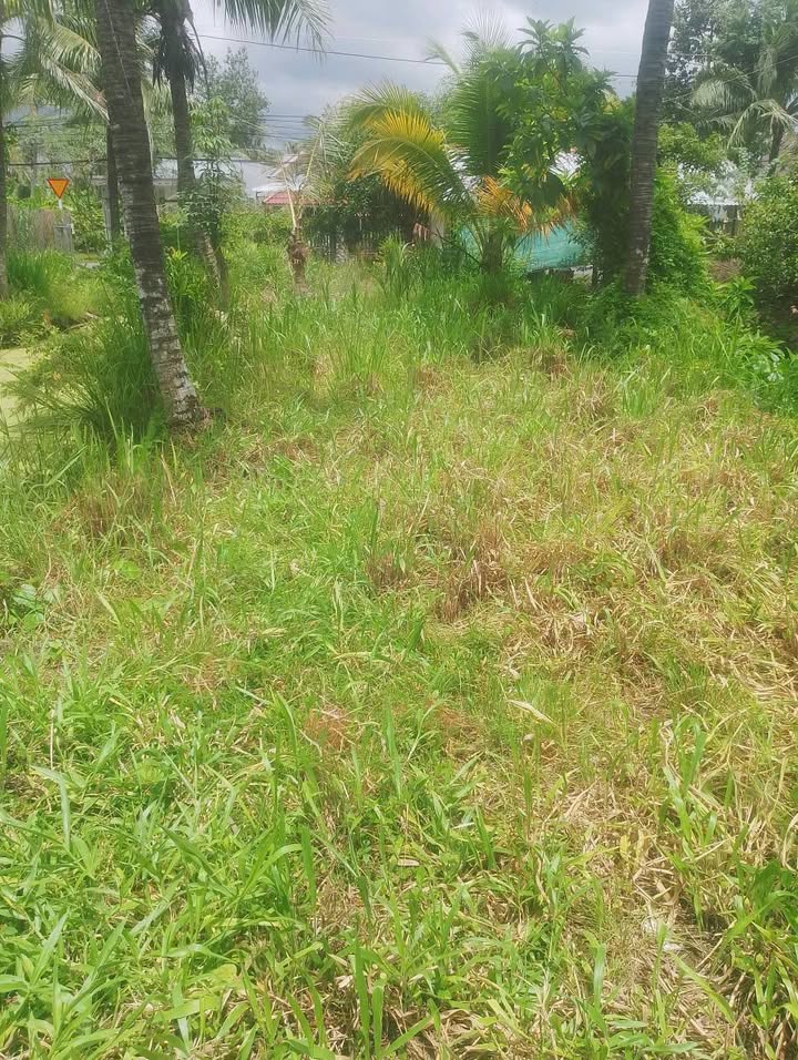 Đất mặt tiền lộ nhựa xã Châu Hòa, Giồng Trôm, Bến Tre 423m² giá 700 triệu - Đầu tư sinh lời ngay!