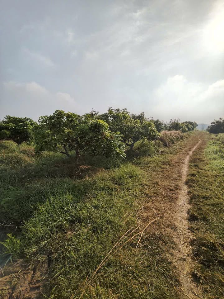 Đất nền khu phố Trường Phú, Phường Long Hoa, 920m² giá chỉ 10 tỷ - Sổ đỏ chính chủ!