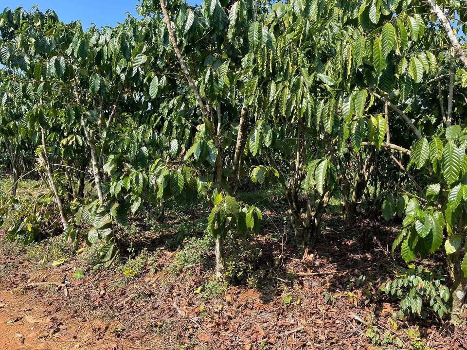 Đất nền Bảo Lộc 40000m² giá 4.3 tỷ - Cơ hội đầu tư hấp dẫn!