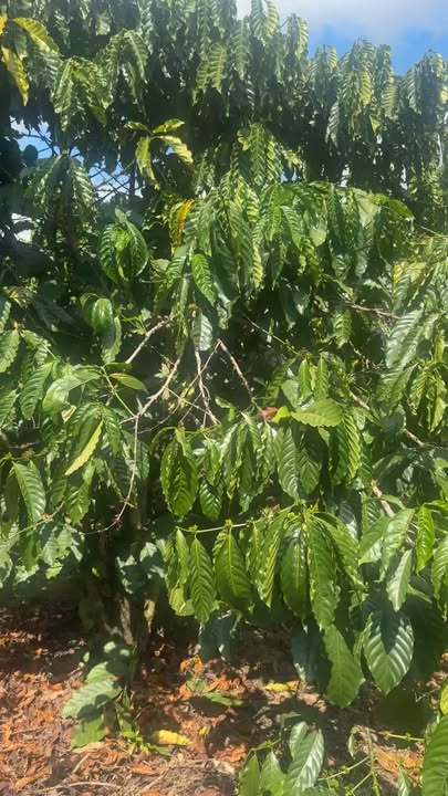 Đất nền 1,1ha tại thôn 10, xã Lộc Thanh, giá chỉ 3,15 tỷ - Cơ hội đầu tư hấp dẫn!