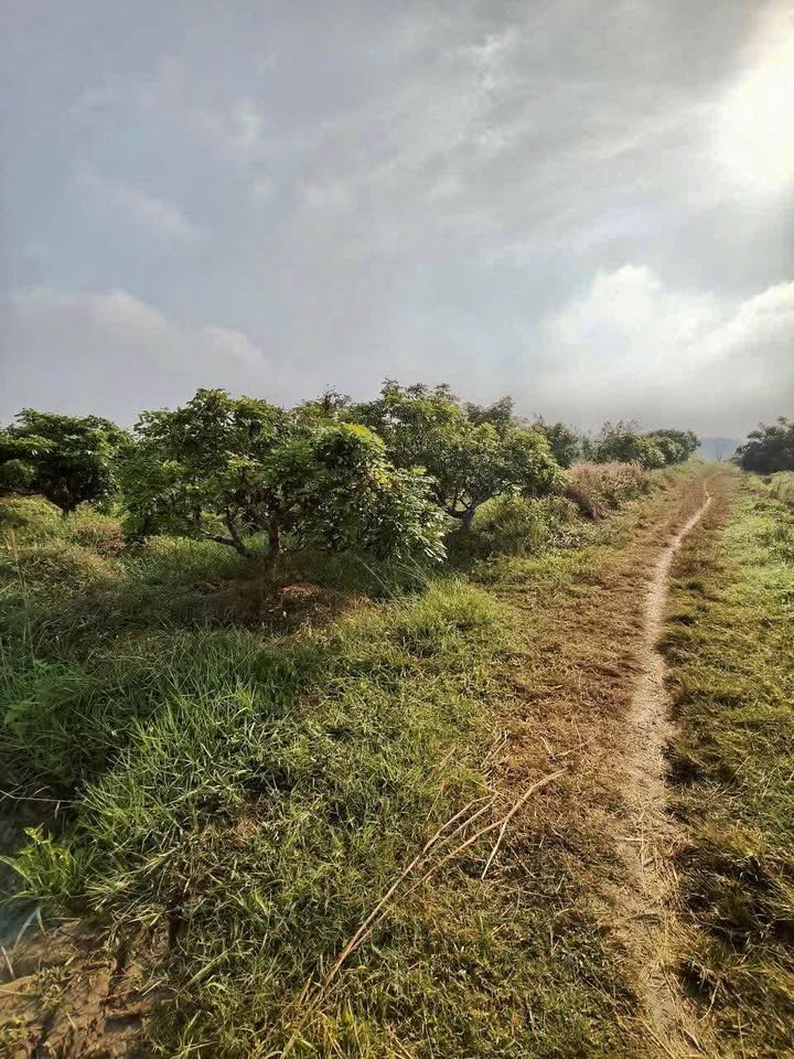 Đất vườn Kp Trường Phú, Phường Long Hoa 920m² giá chỉ 400 triệu - Đầu tư sinh lời!