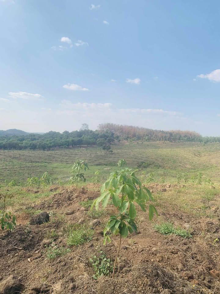 Đất nông nghiệp 4ha tại Quốc lộ 14C, Đức Cơ, Gia Lai - Giá chỉ 2 tỷ!