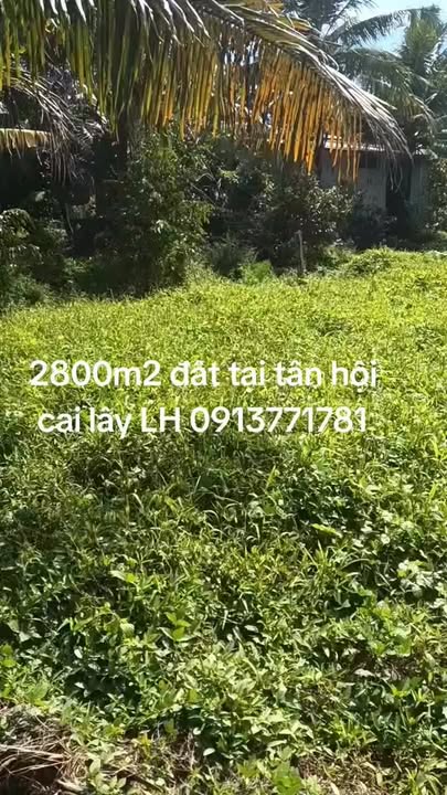 Đất nền 2800m² tại Tân Hội, Cai Lậy 1.7 tỷ - View nghỉ dưỡng lý tưởng!